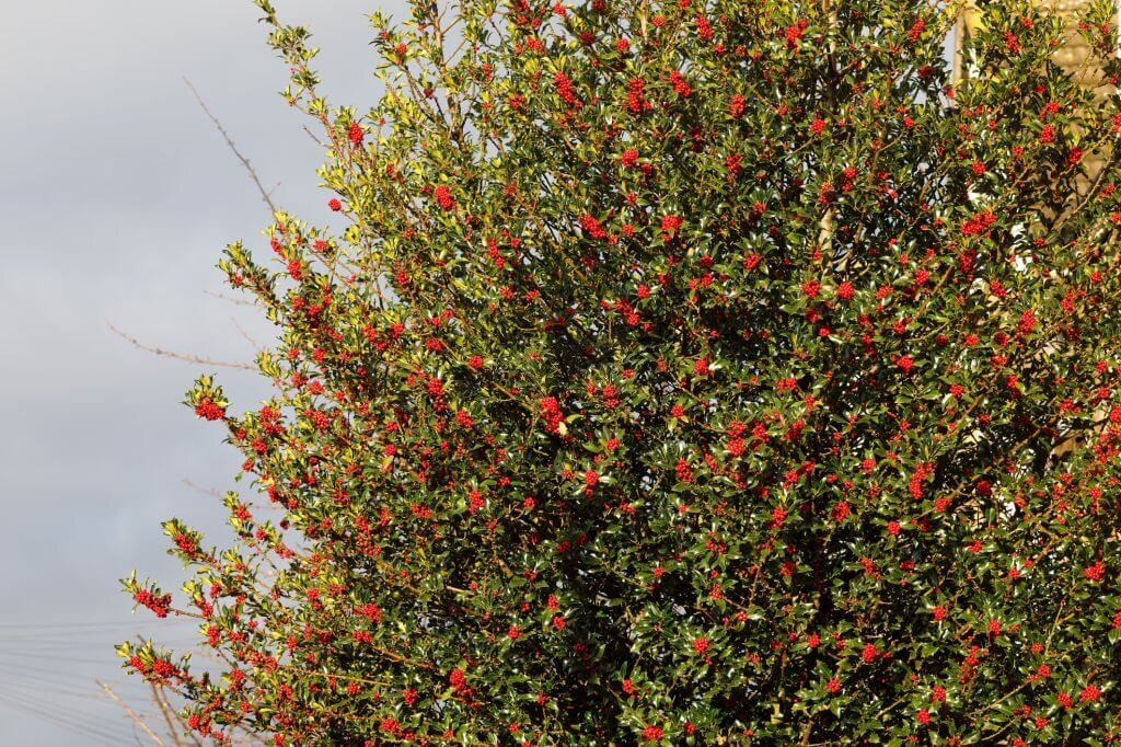 12 types of holly trees