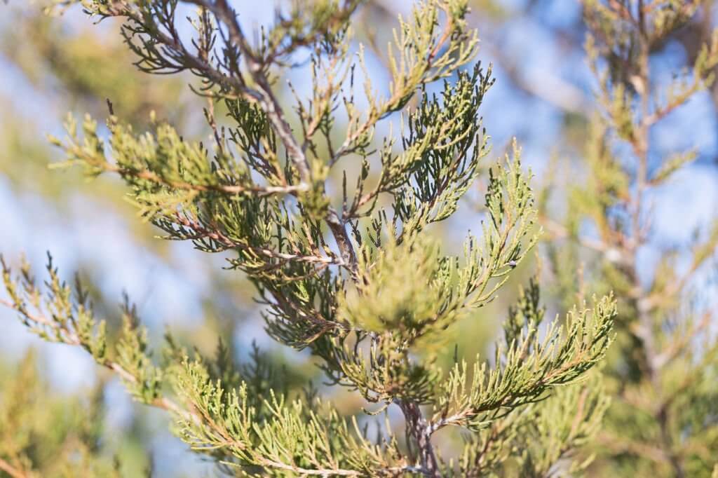 12 types of juniper trees