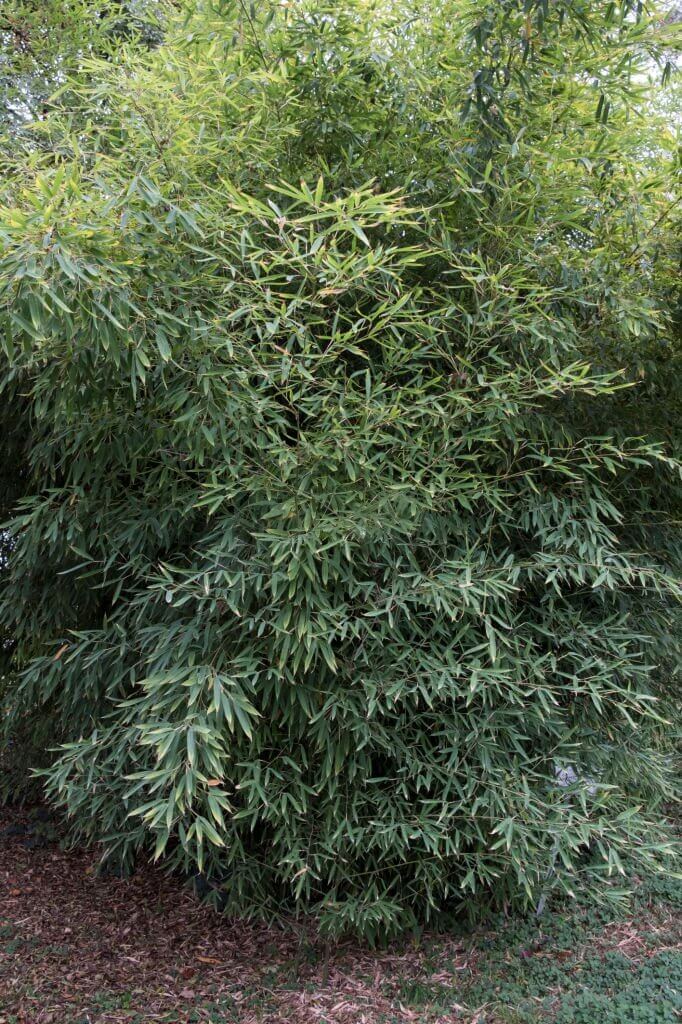 13 types of bamboo plants