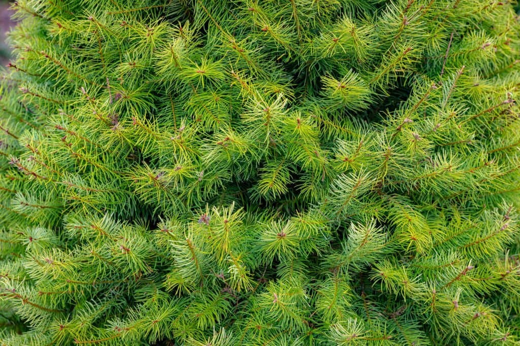13 types of conifer trees