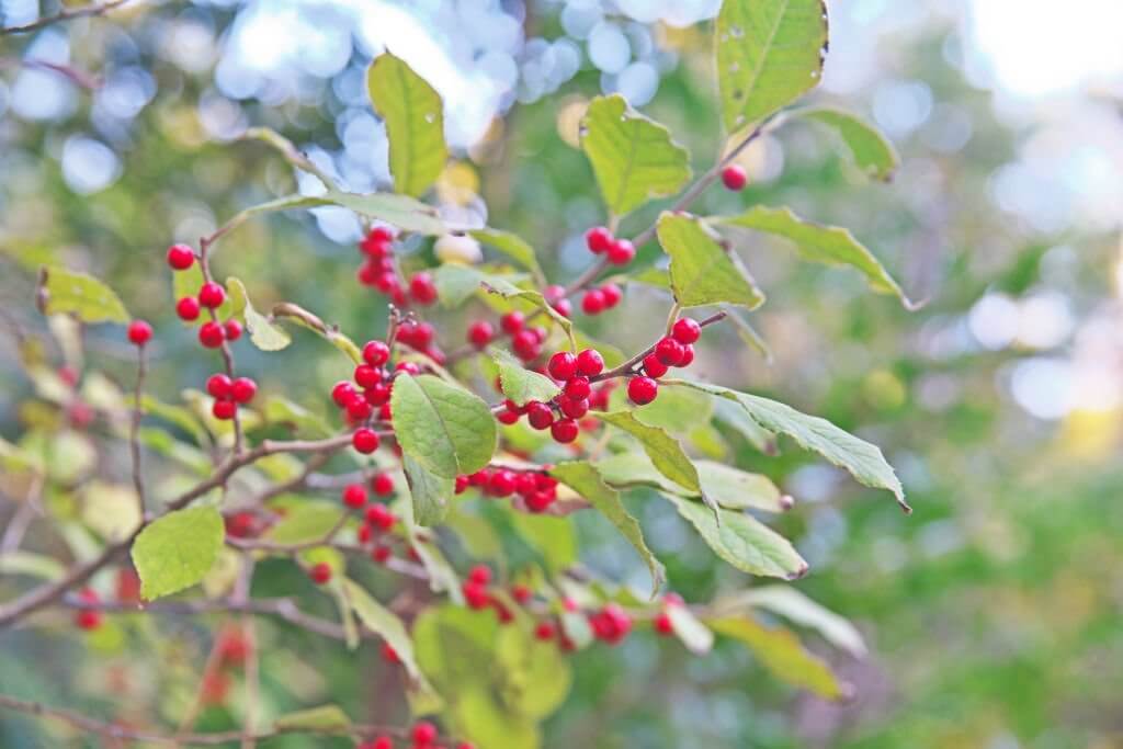 13 types of holly trees