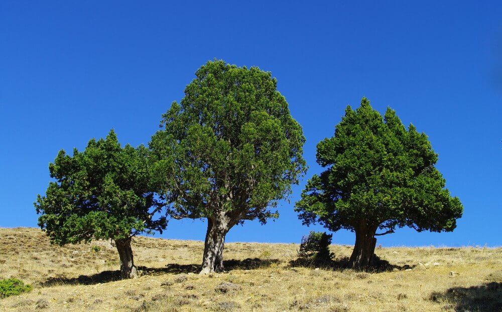 13 types of juniper trees