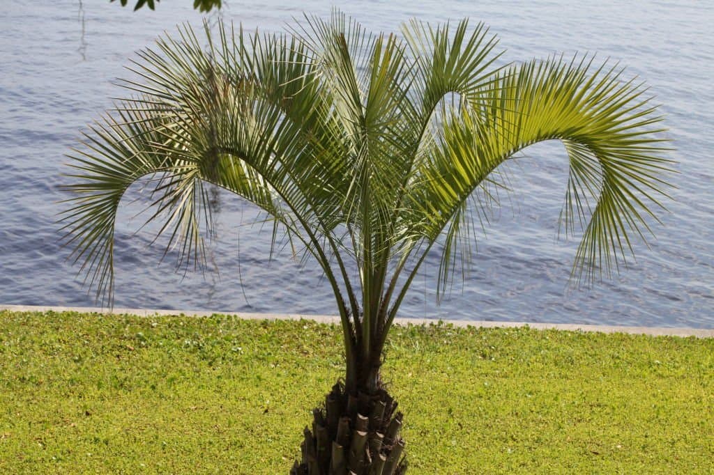 14 small palm trees