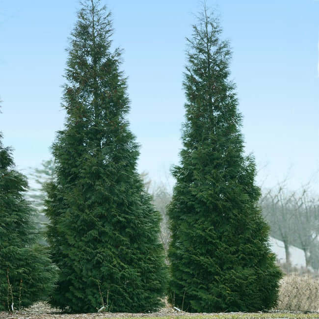 14 types of arborvitae trees