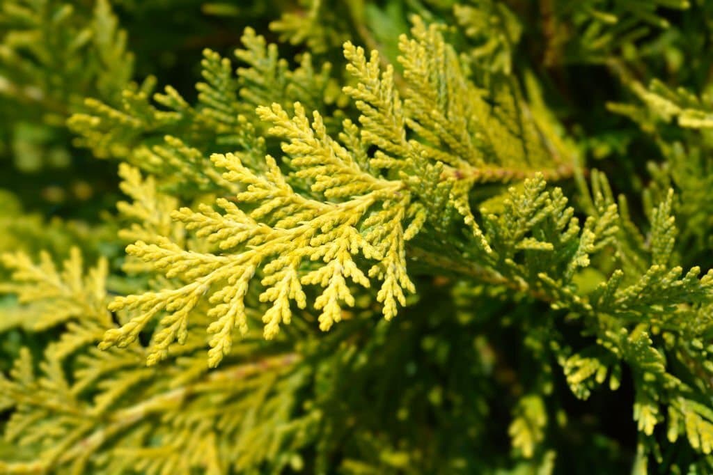 14 types of conifer trees