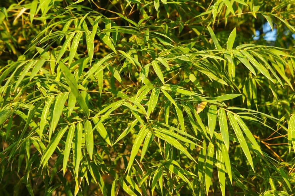 15 types of bamboo plants
