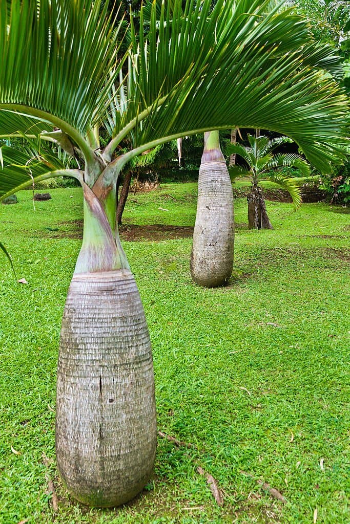 18 small palm trees