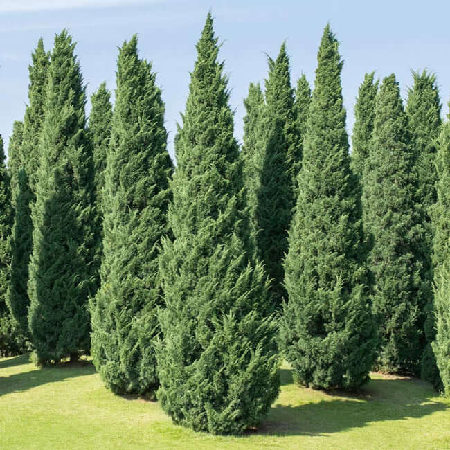 18 types of juniper trees