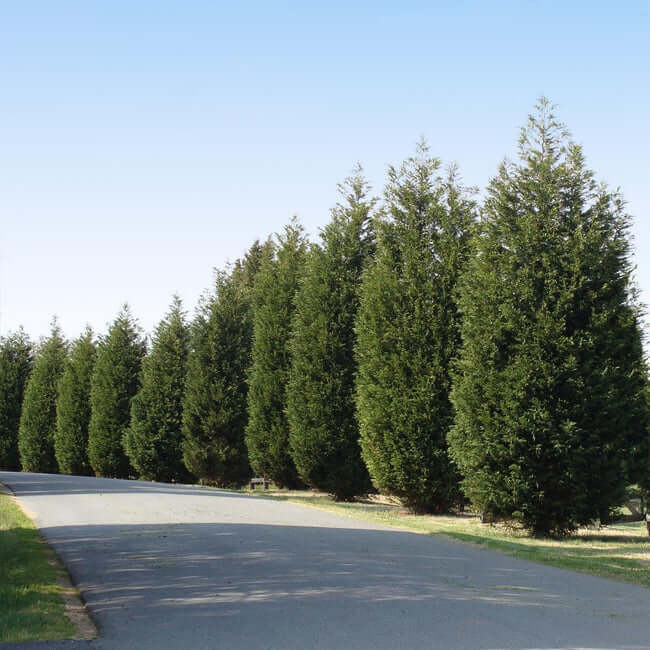 19 types of arborvitae trees