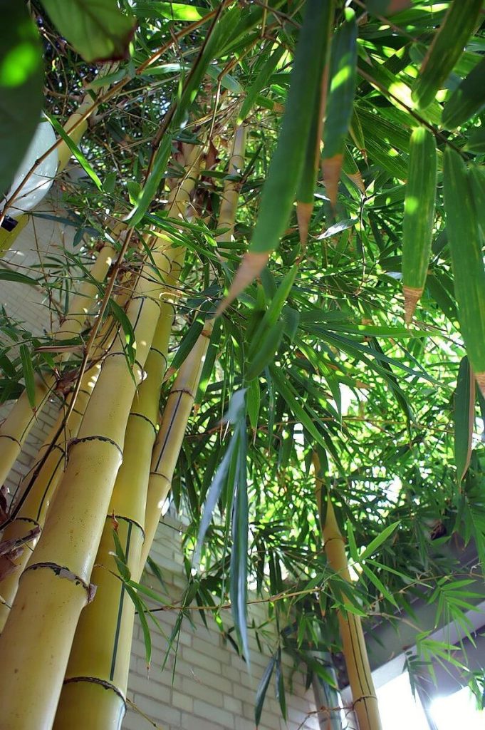 19 types of bamboo plants