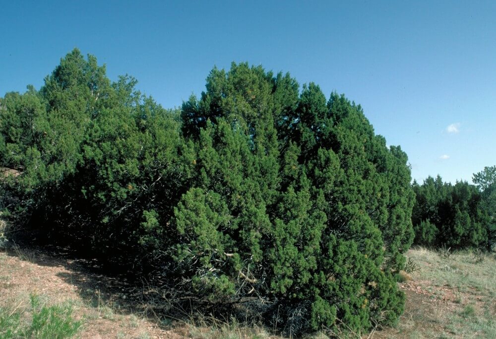 19 types of juniper trees