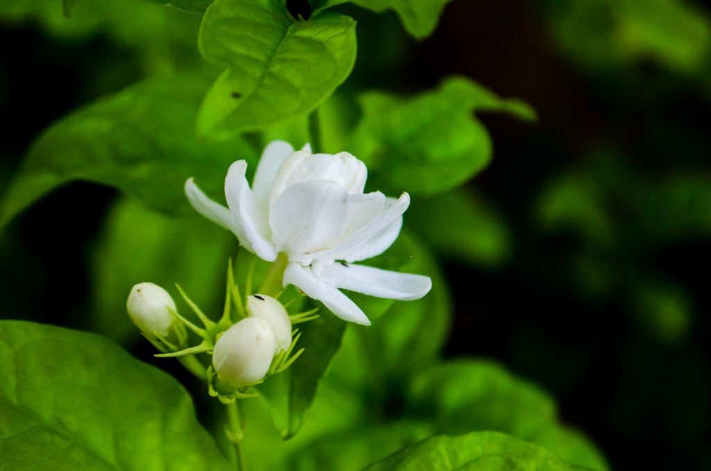 2 arabian jasmine