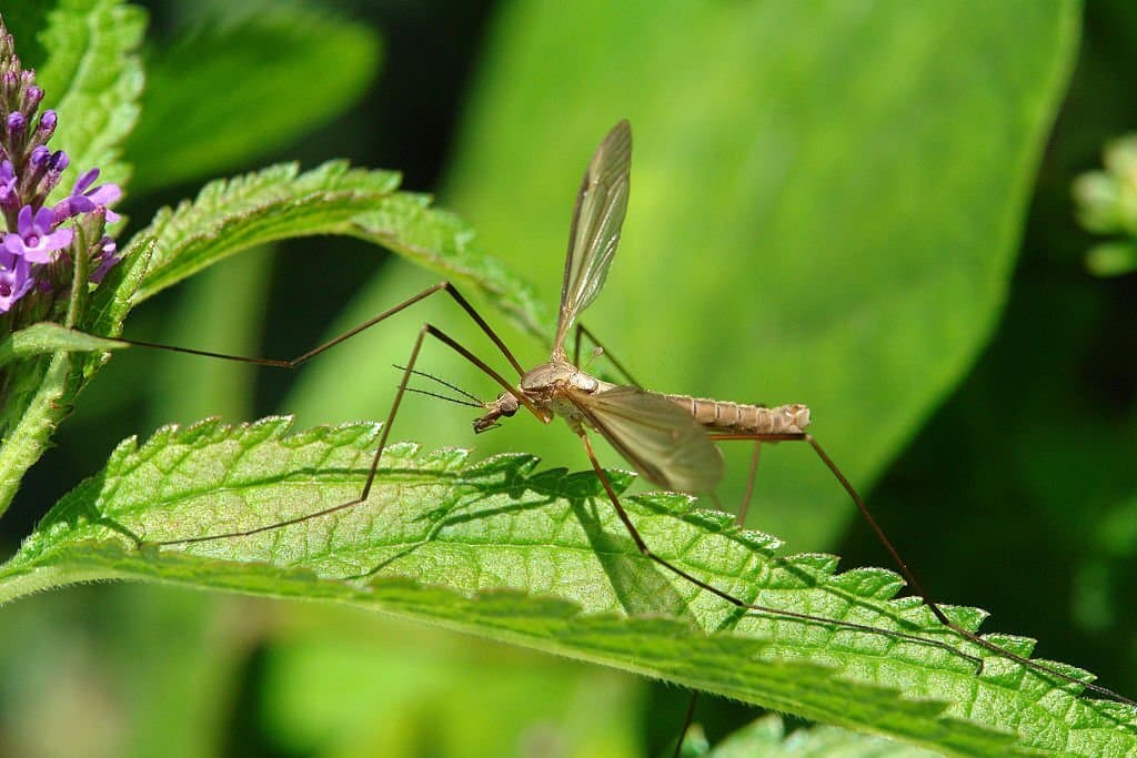 2 bugs that look like mosquitoes crane fly