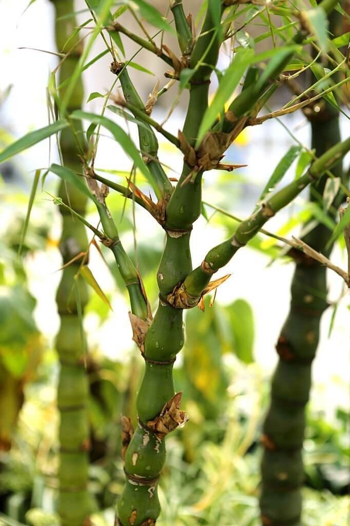 2 types of bamboo plants