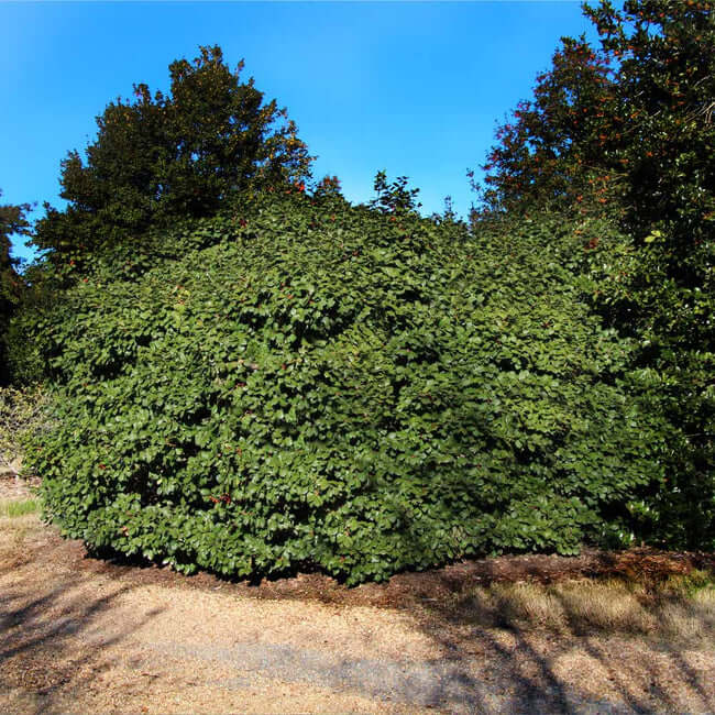 2 types of holly trees