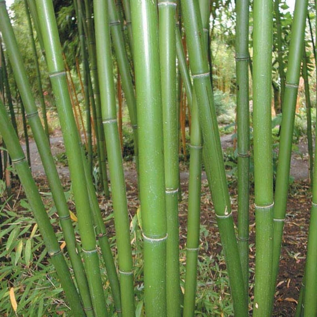 20 types of bamboo plants