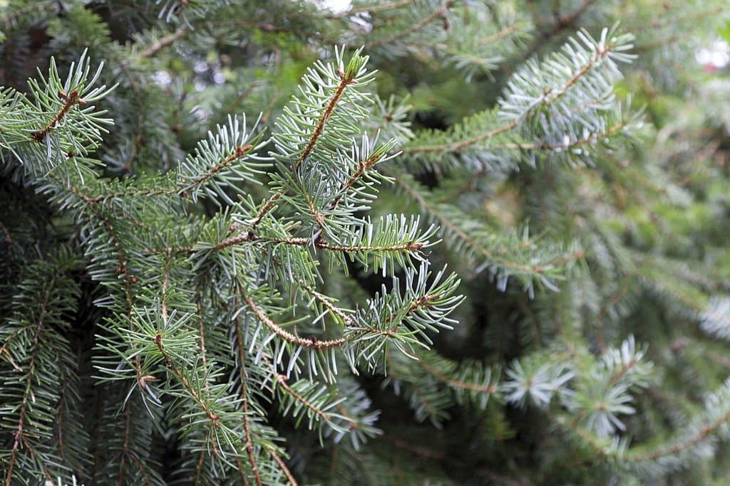 20 types of conifer trees