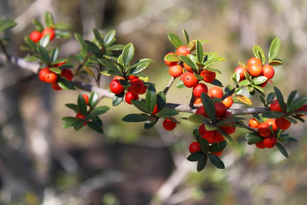 20 types of holly trees