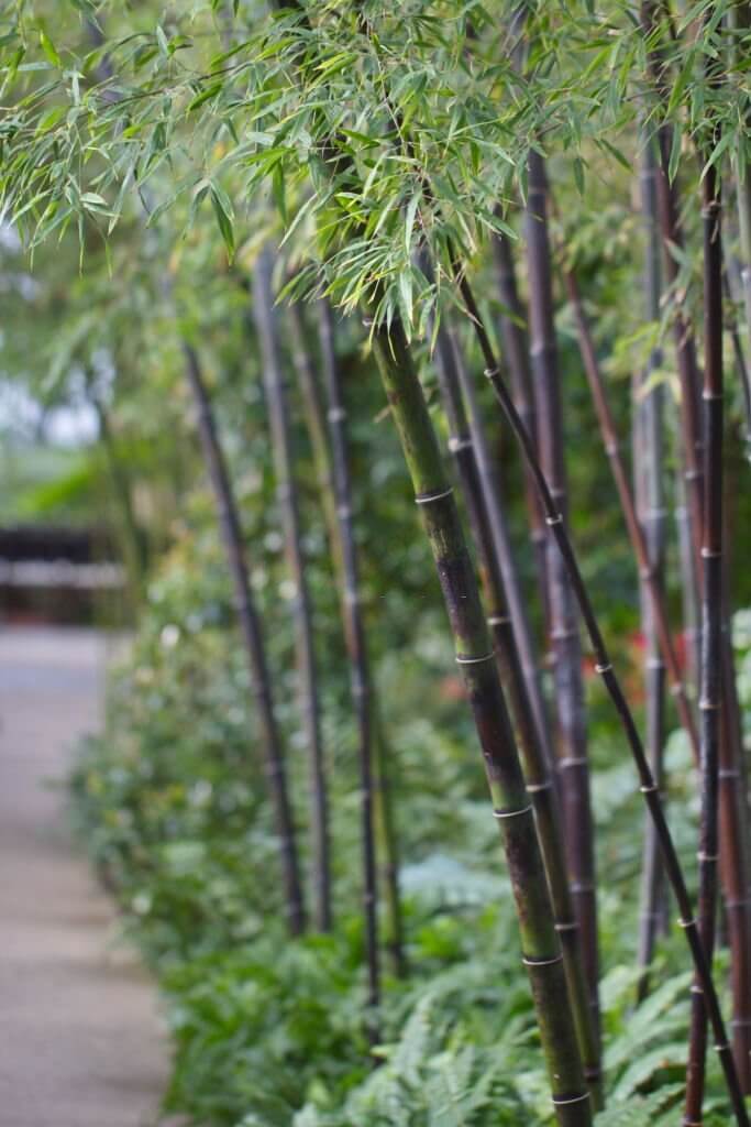 24 types of bamboo plants