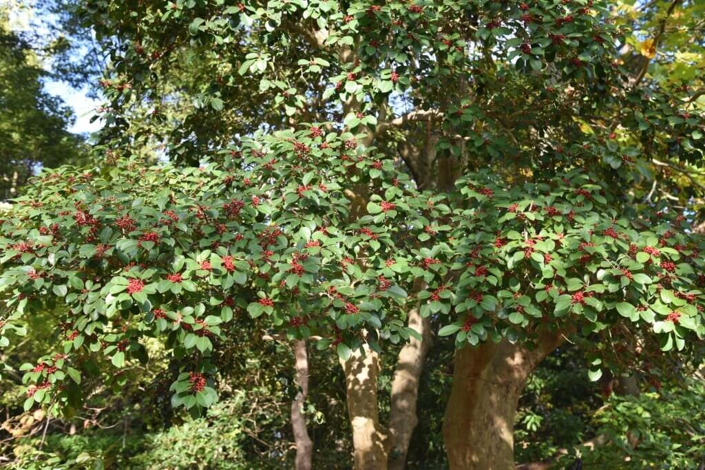 26 types of holly trees