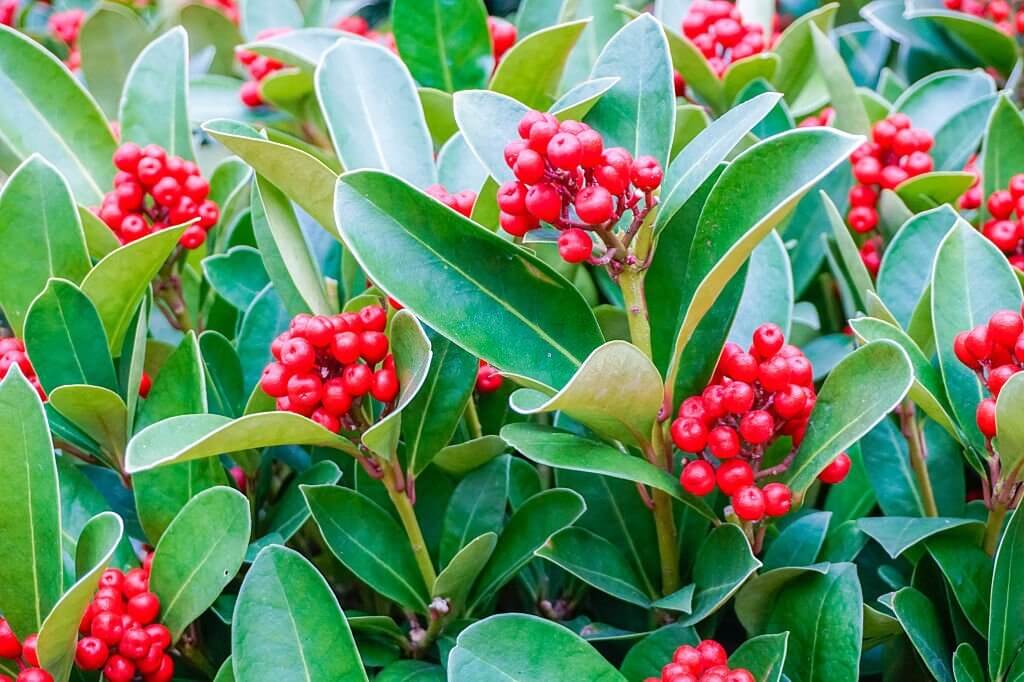 28 types of holly trees