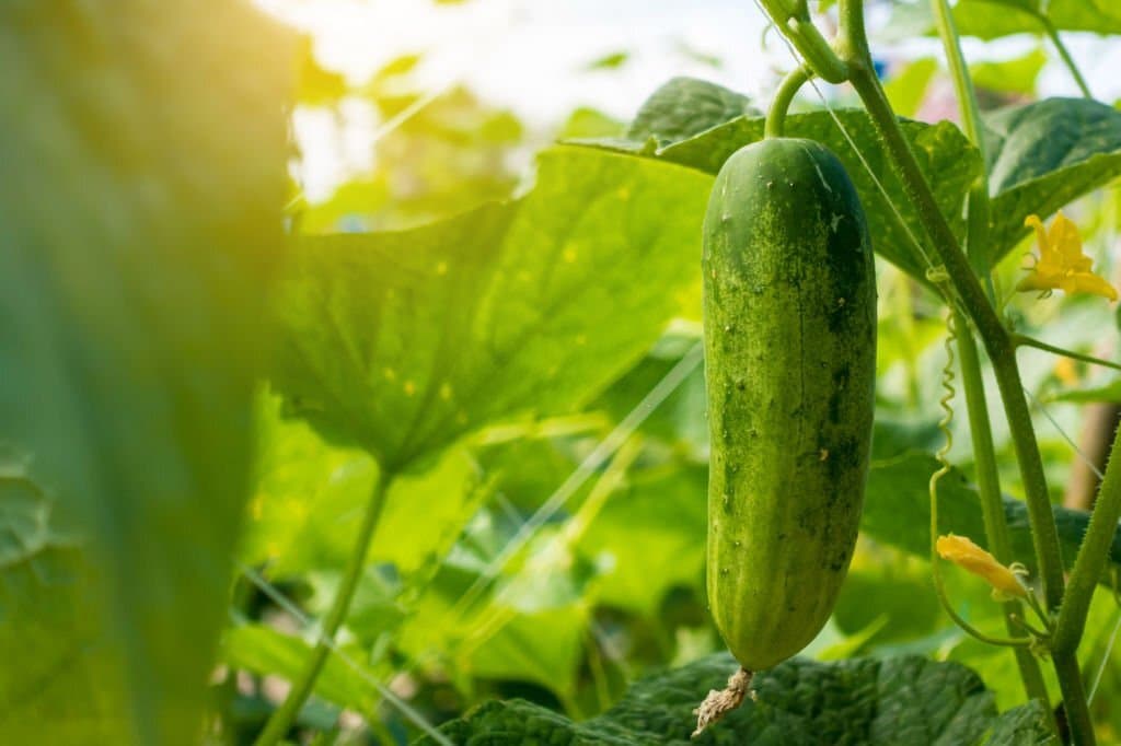 3 cucumbers for vertical farming