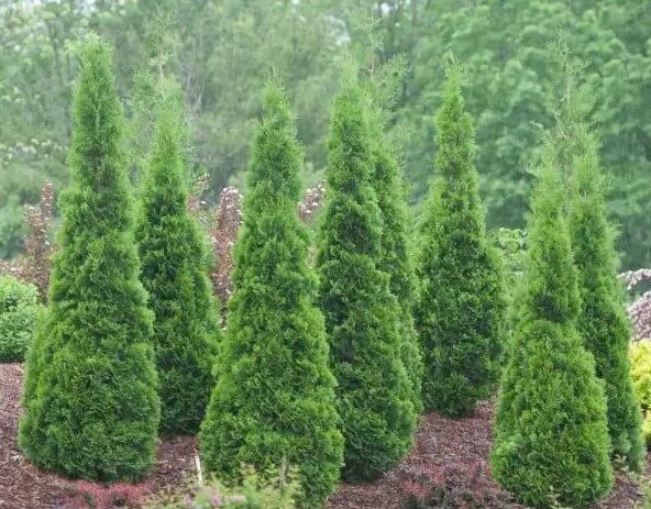 3 types of arborvitae trees