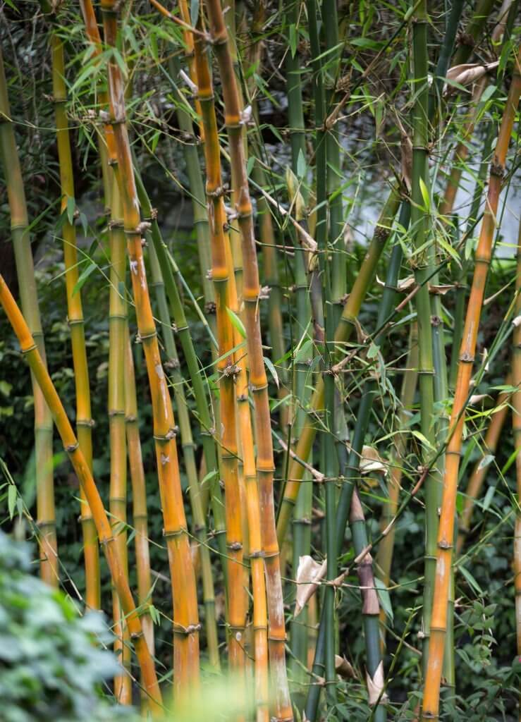 3 types of bamboo plants