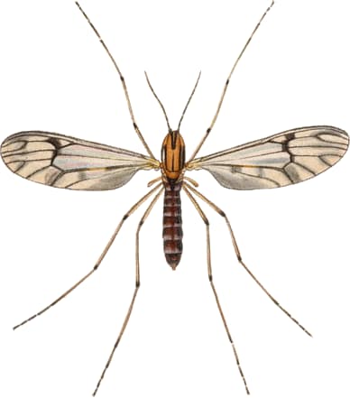 4 bugs that look like mosquitoes