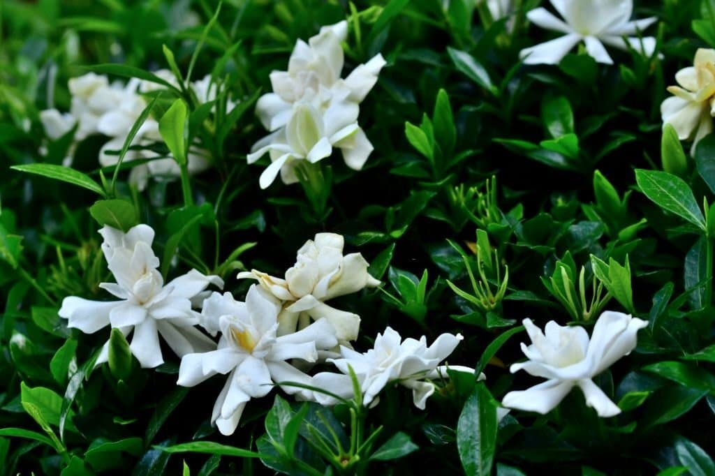 4 gardenia jasminoides