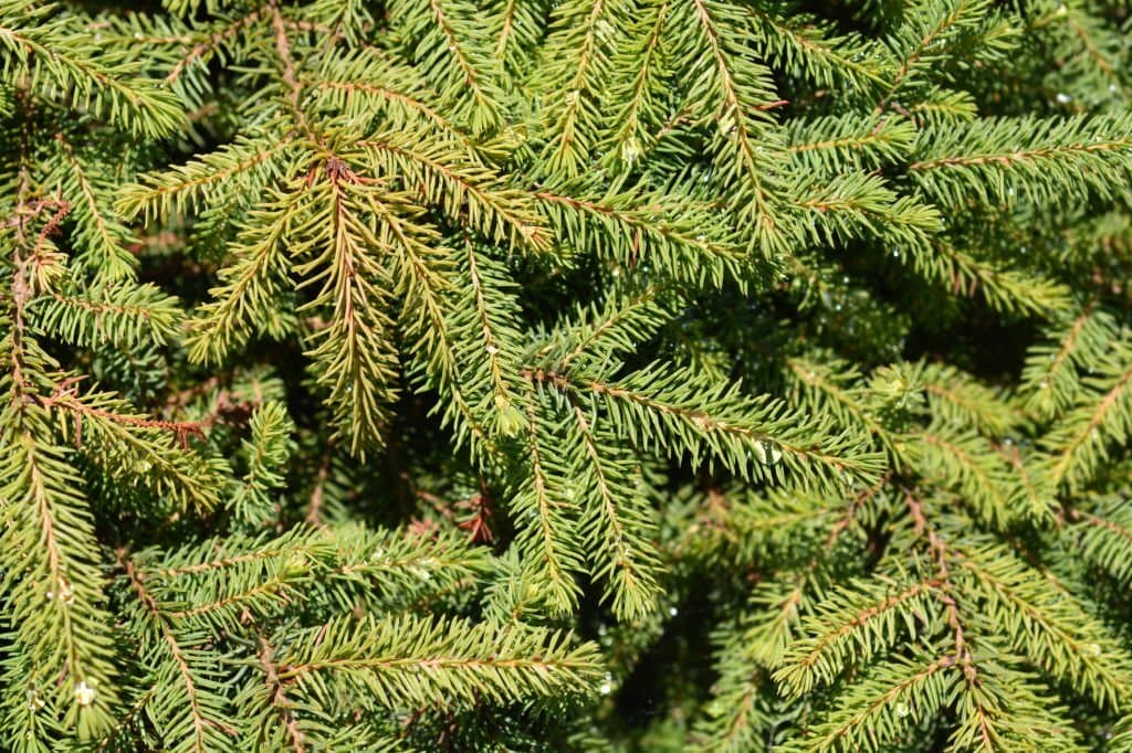 4 types of conifer trees
