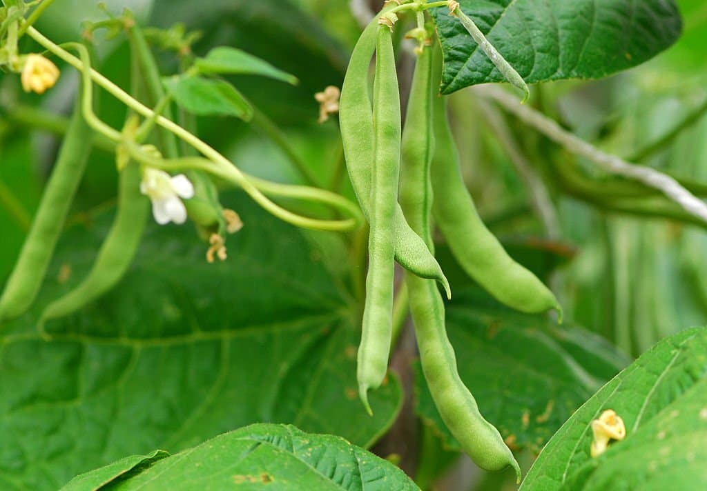 5 green beans for vertical farming