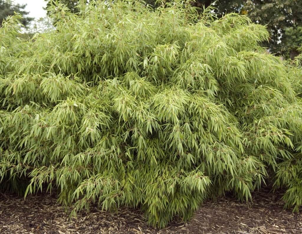 6 types of bamboo plants