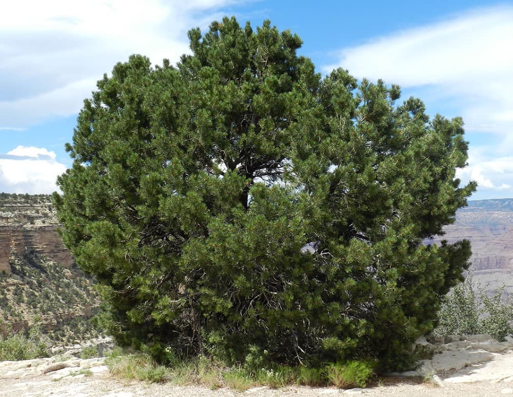 6 types of conifer trees