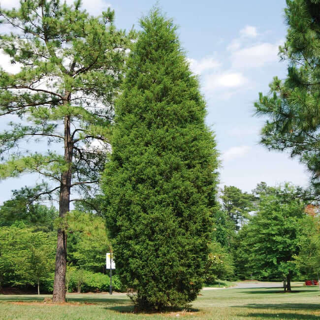 6 types of juniper trees