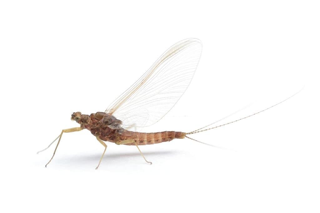 7 bugs that look like mosquitoes mayfly