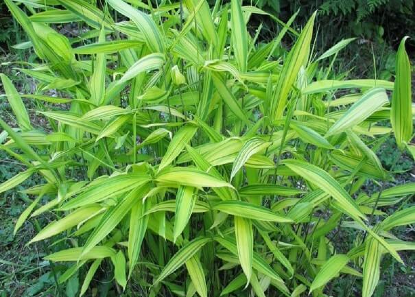 7 types of bamboo plants
