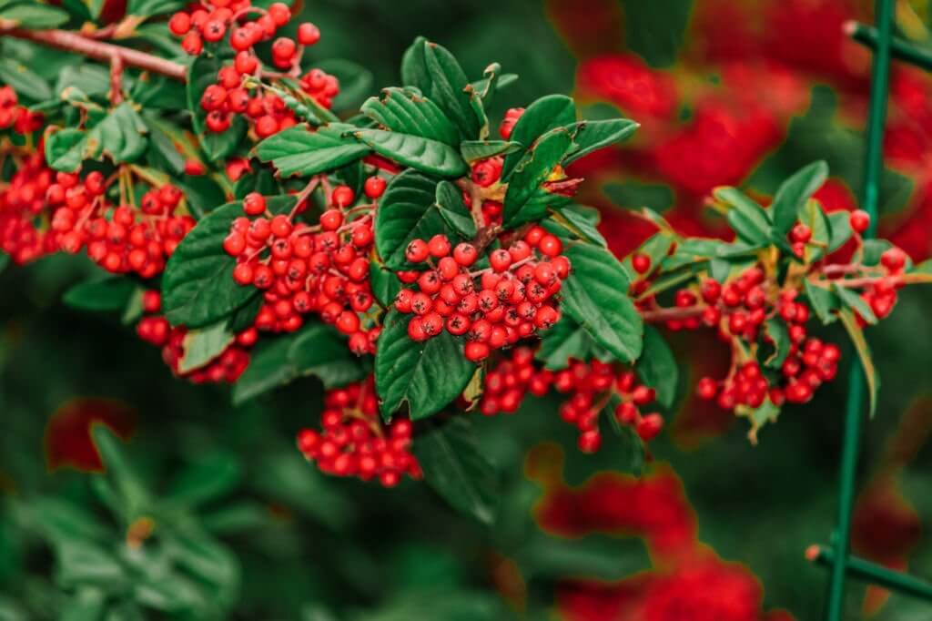 7 types of holly trees