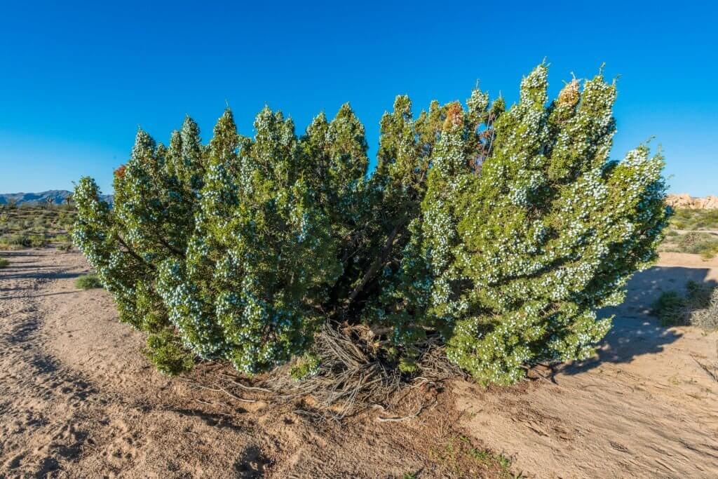 7 types of juniper trees