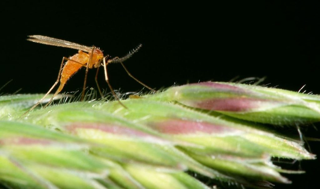 8 bugs that look like mosquitoes Midges