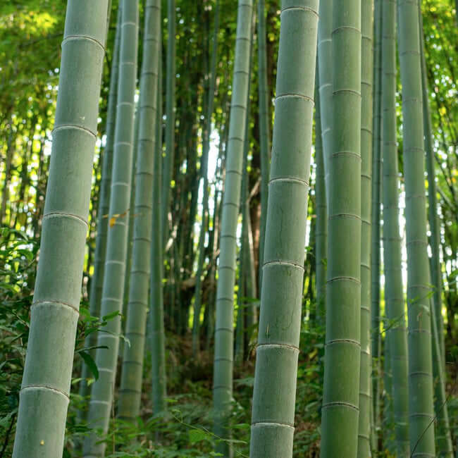 8 types of bamboo plants