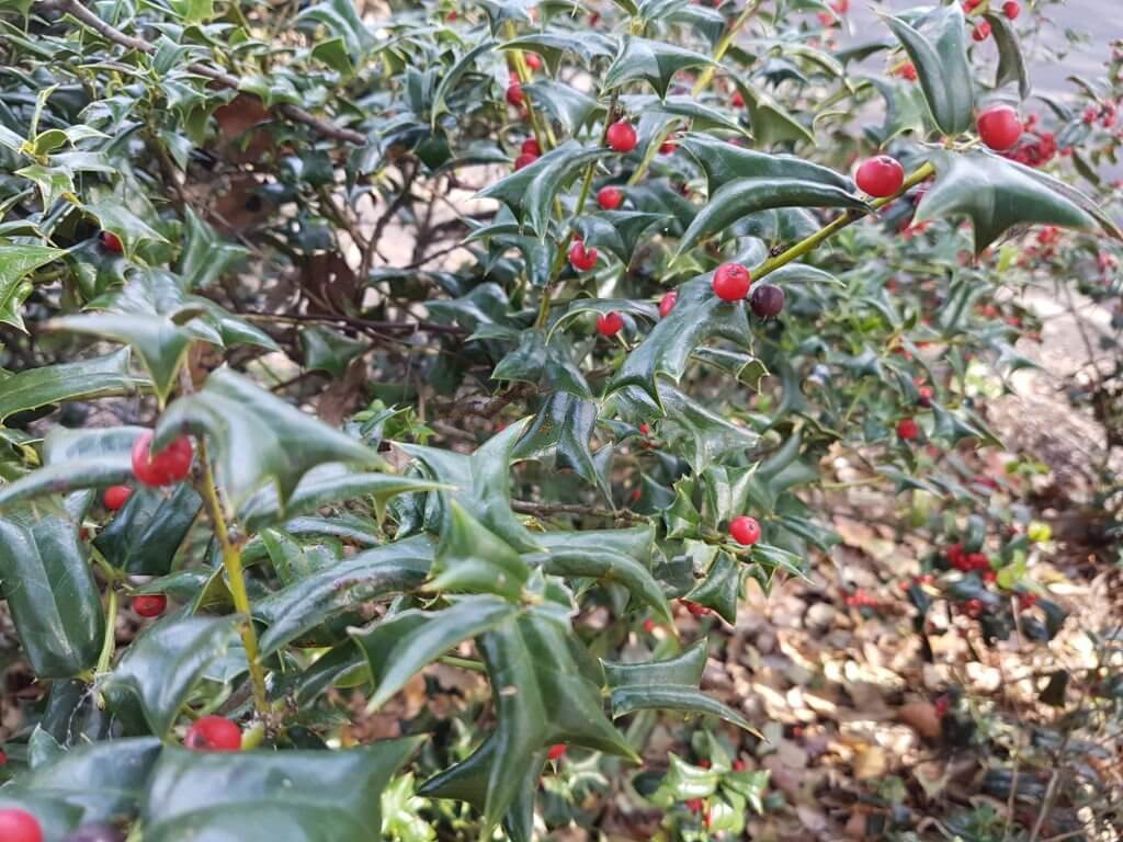 8 types of holly trees