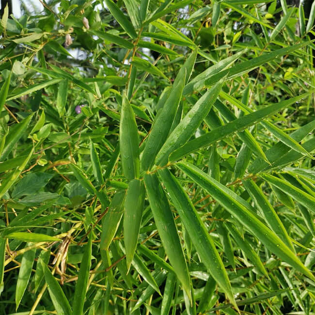 9 types of bamboo plants