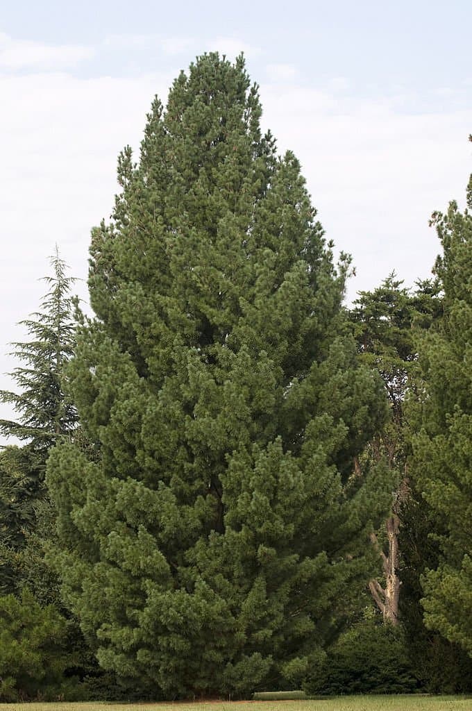 9 types of conifer trees