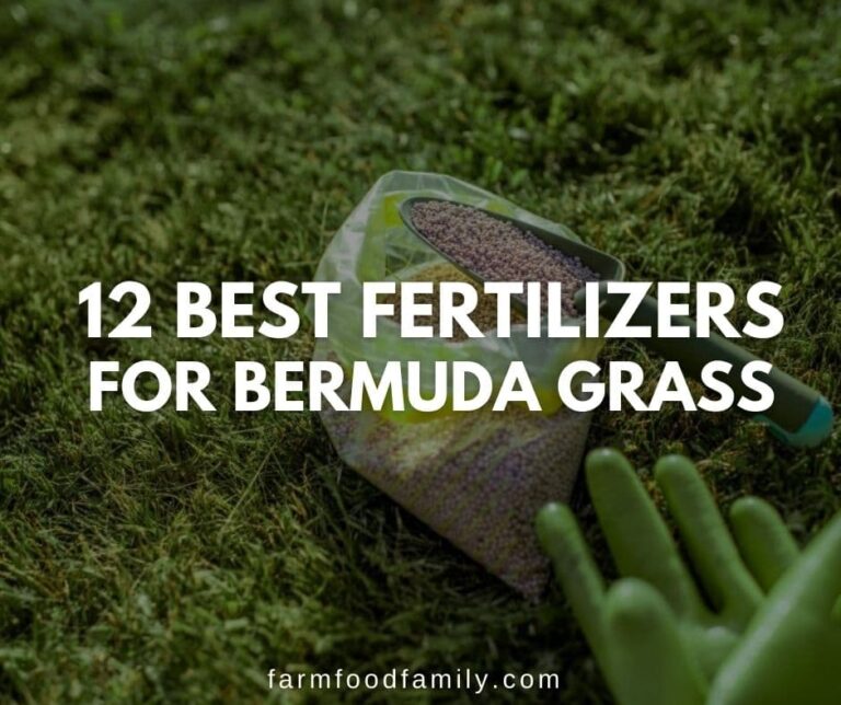 12 Best Fertilizers for Bermuda Grass – Buying Guide