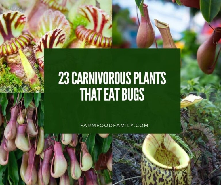 23 Carnivorous Plants That Eat Bugs: A Guide to Natural Pest Control