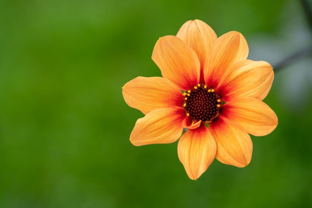 dahlia sunshine flower