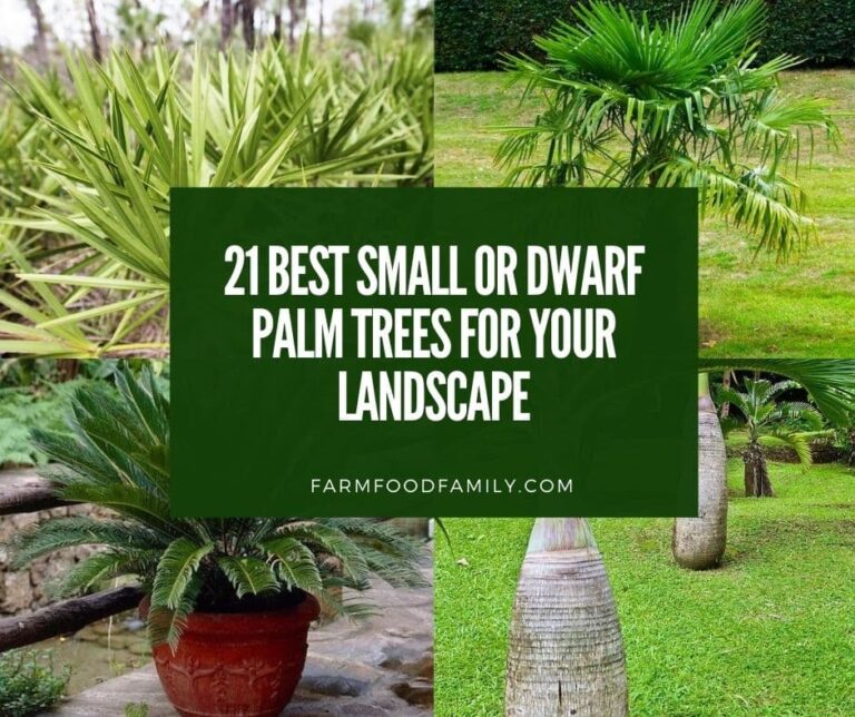 21 Best Small or Dwarf Palm Trees for Your Landscape (With Pictures)