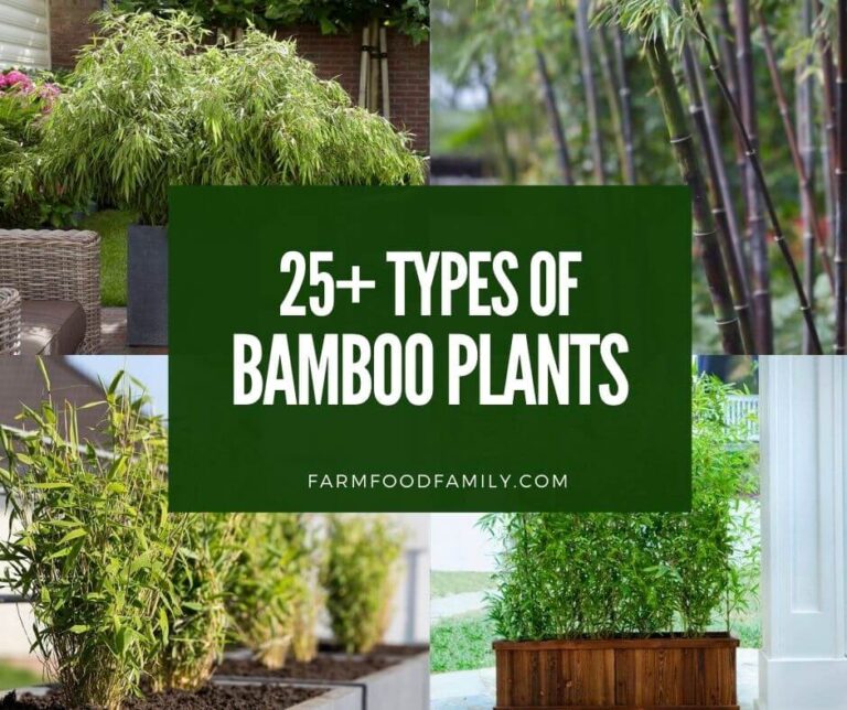 25 Different Types of Bamboo Plants for Landscaping (With Pictures)