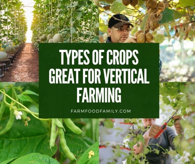 11 Types of Crops Great For Vertical Farming
